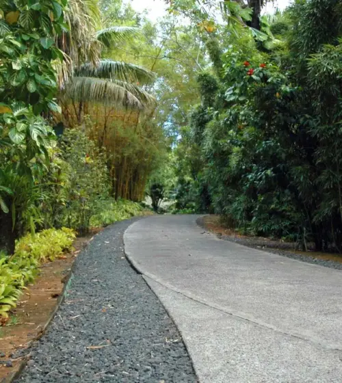 curved concrete garden pathway surrounded by dense tropical plants
