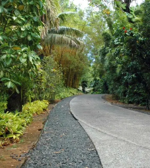 Curved concrete pathway surrounded by dense tropical plants and bamboo in a Hawaiian garden