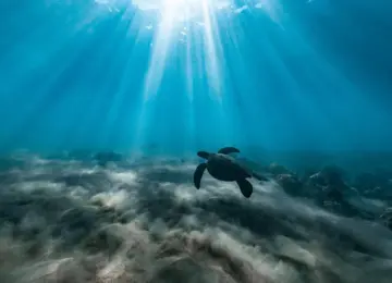 sea turtle swimming underwater with sun rays filtering through ocean surface