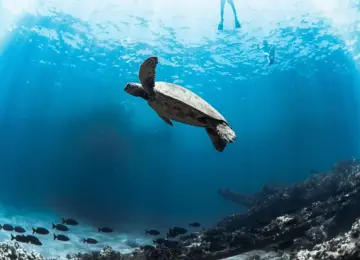 sea turtle swimming underwater with scuba divers and fish in blue ocean