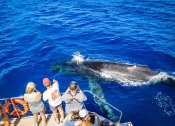 Humpback whale swimming near boat with tourists observing and photographing in bright blue ocean