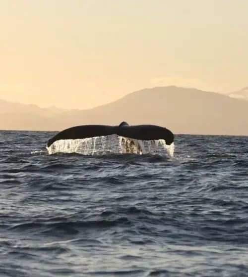 whale tail lifting above ocean surface with sunset mountains in background