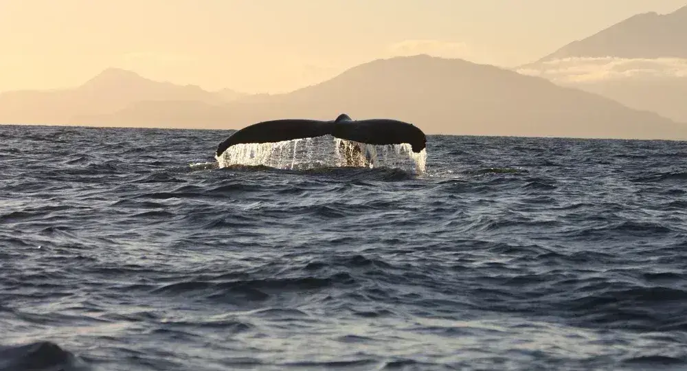 Whale tail rising above ocean surface with mountainous coastline in the background at sunset