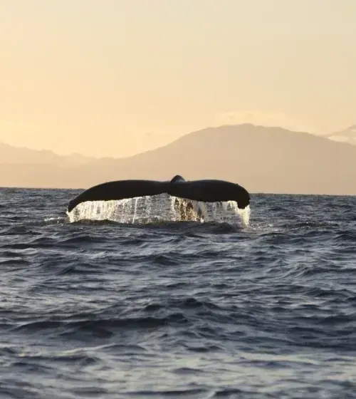 Whale tail rising above ocean surface with mountainous coastline in the background at sunset