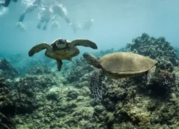 two sea turtles swimming near coral reef with snorkelers visible near water surface