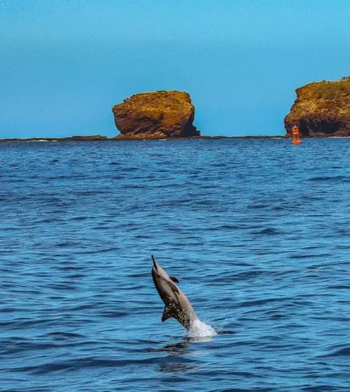 Dolphin jumping out of the ocean near a rocky island under a clear blue sky