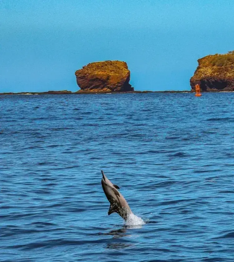 Dolphin jumping out of the ocean near a rocky island under a clear blue sky