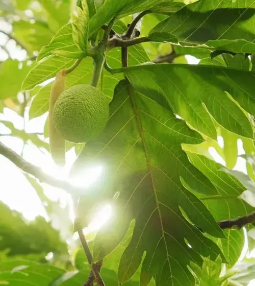 green breadfruit hanging on tree with large green leaves and sunlight filtering through