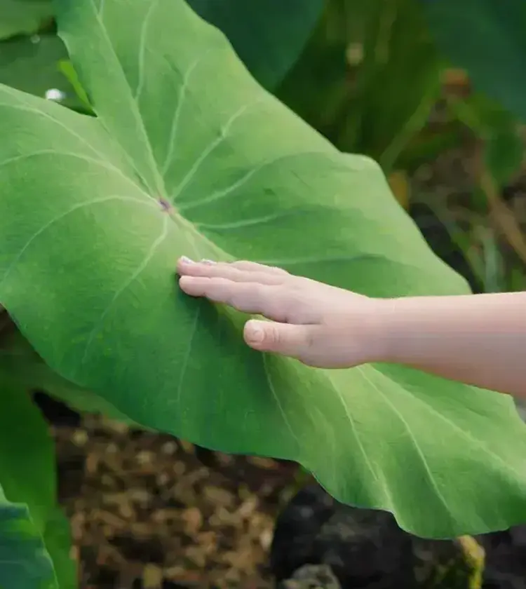 Child's hand touching large green tropical leaf in garden
