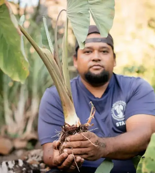 Man sitting outdoors holding a taro plant with large green leaves