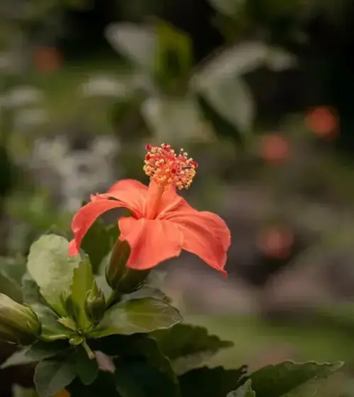 Red hibiscus flower with green leaves in garden setting