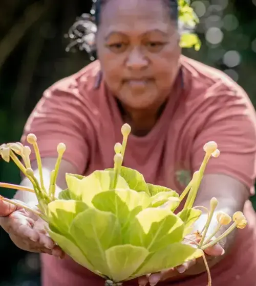 person offering a tropical plant with green leaves and stalks