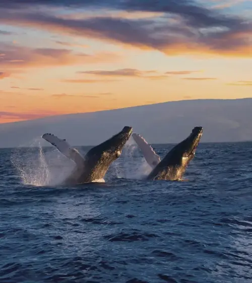 Two humpback whales breaching in ocean water at sunset with island in background