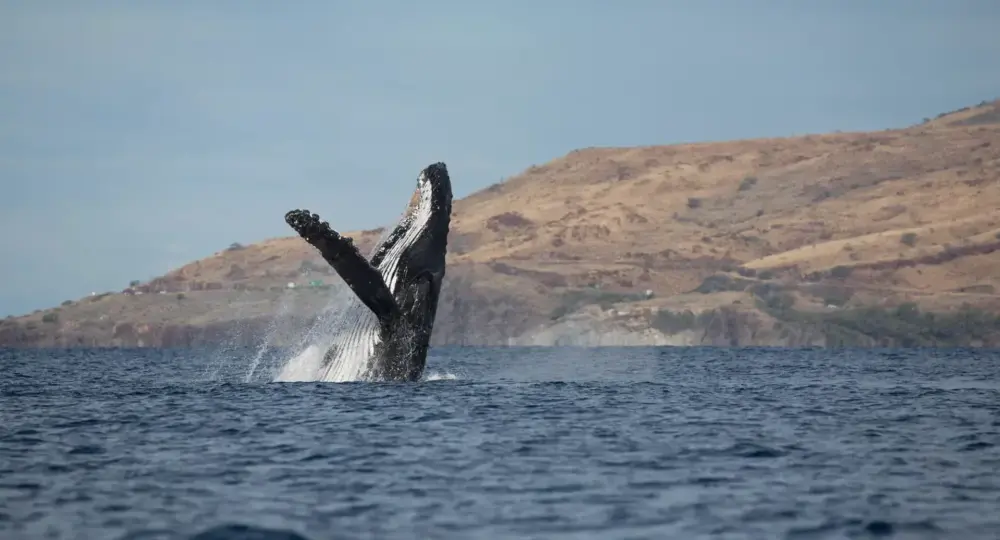 Humpback whale breaching out of ocean near dry hillside coast