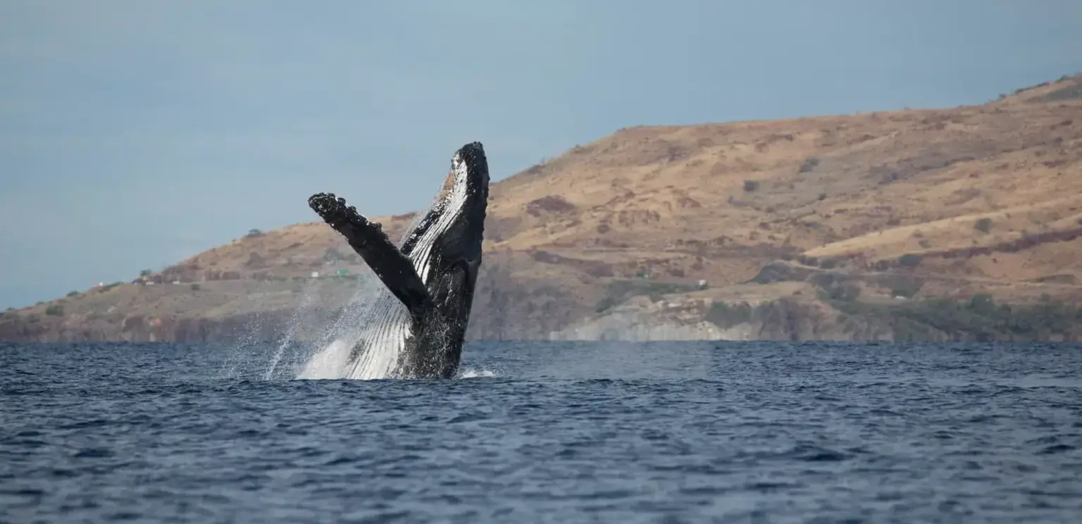Humpback whale breaching out of ocean near dry hillside coast