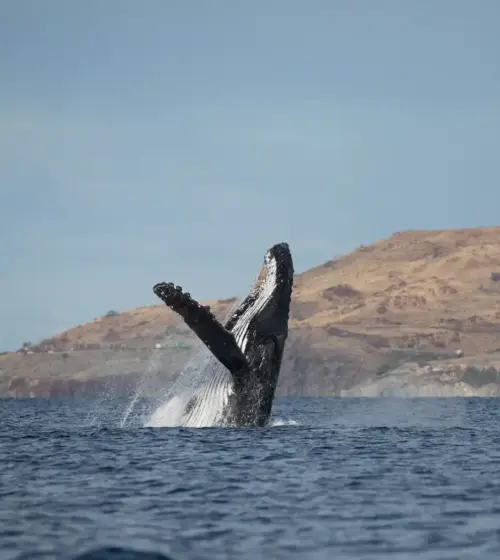Humpback whale breaching out of ocean near dry hillside coast