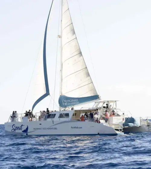 sailboat Ocean Spirit with passengers sailing on blue ocean under clear sky