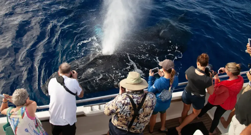 Tourists on boat photographing a whale spouting water in deep blue ocean