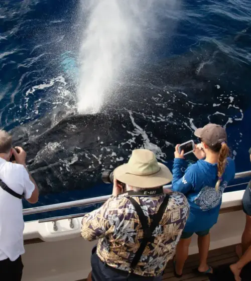 Tourists on boat photographing a whale spouting water in deep blue ocean
