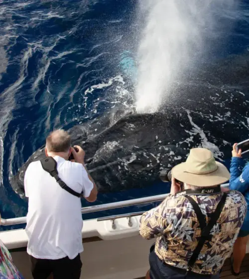 tourists on boat photographing whale blowing water in ocean