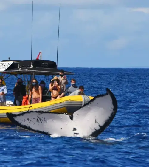 Yellow boat with people wearing masks watching whale tail in the ocean under blue sky
