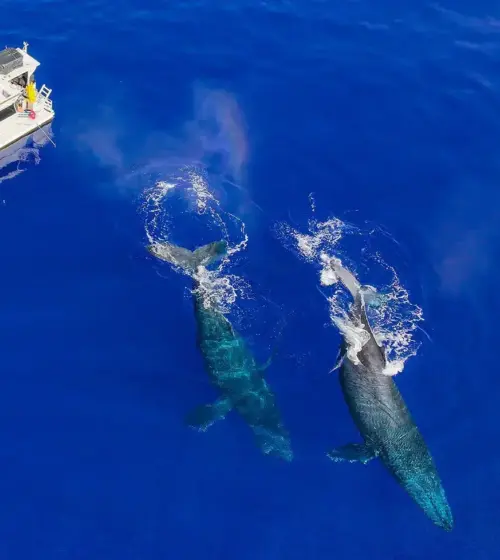 whale watching boat with passengers alongside two whales swimming in deep blue ocean