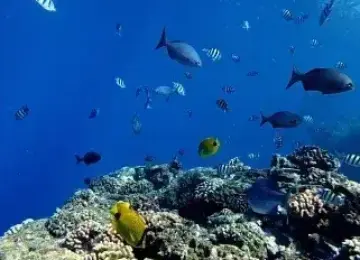 Super Snorkel: Niihau & Napali Coast Tour 7hr