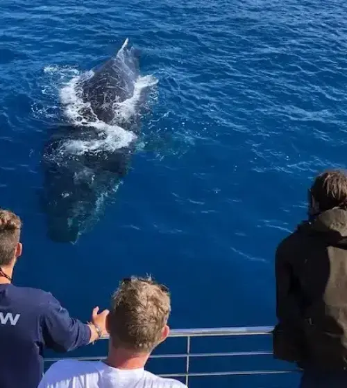 whale near boat with people watching on railing