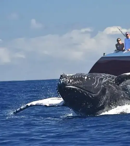 Humpback whale breaching out of ocean water near a tour boat with spectators