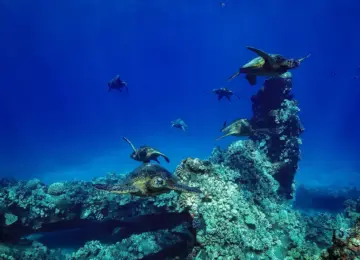 group of sea turtles swimming above coral reef underwater