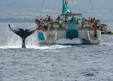 Tour boat with passengers watching a whale tail splashing in the ocean near Maui coastline