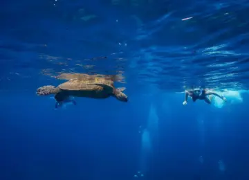 snorkeler swimming underwater near a sea turtle in clear blue ocean