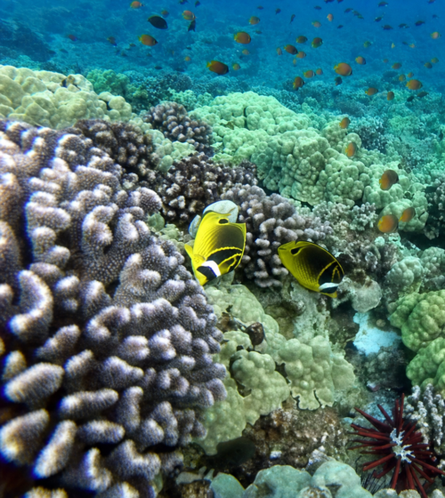 Underwater coral reef with yellow butterflyfish and small orange fish swimming above