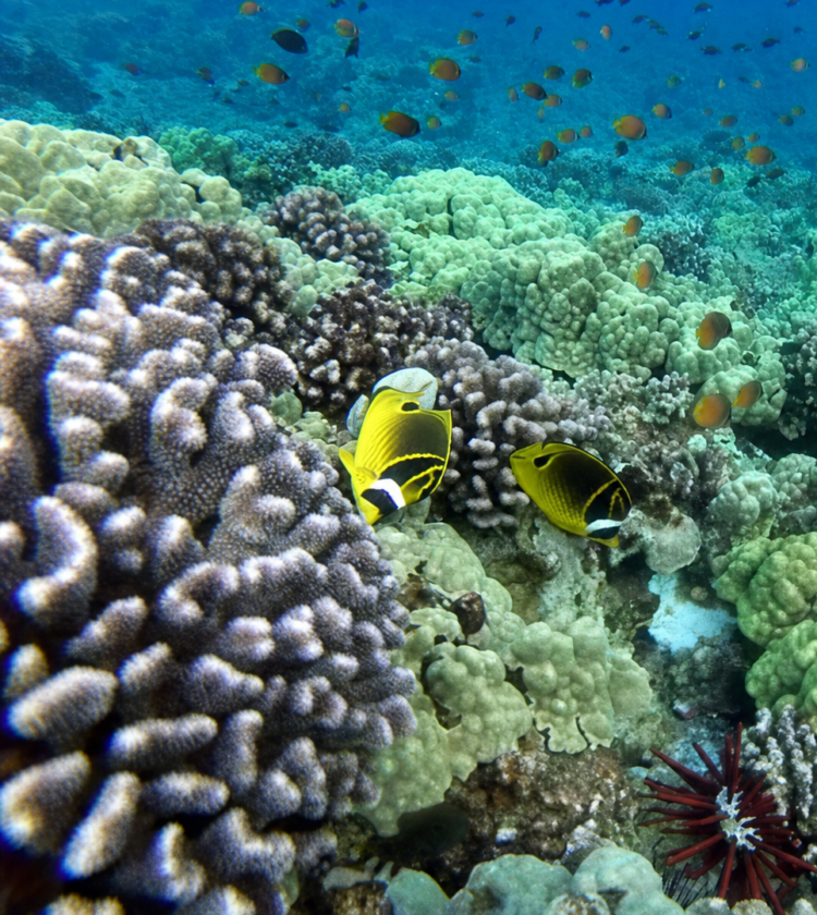 Underwater coral reef with yellow butterflyfish and small orange fish swimming above