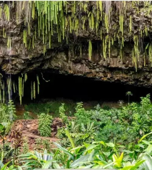 Cave entrance surrounded by lush green tropical plants and hanging vines
