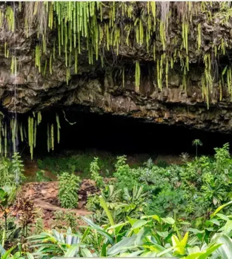 Cave entrance surrounded by lush green tropical plants and hanging vines