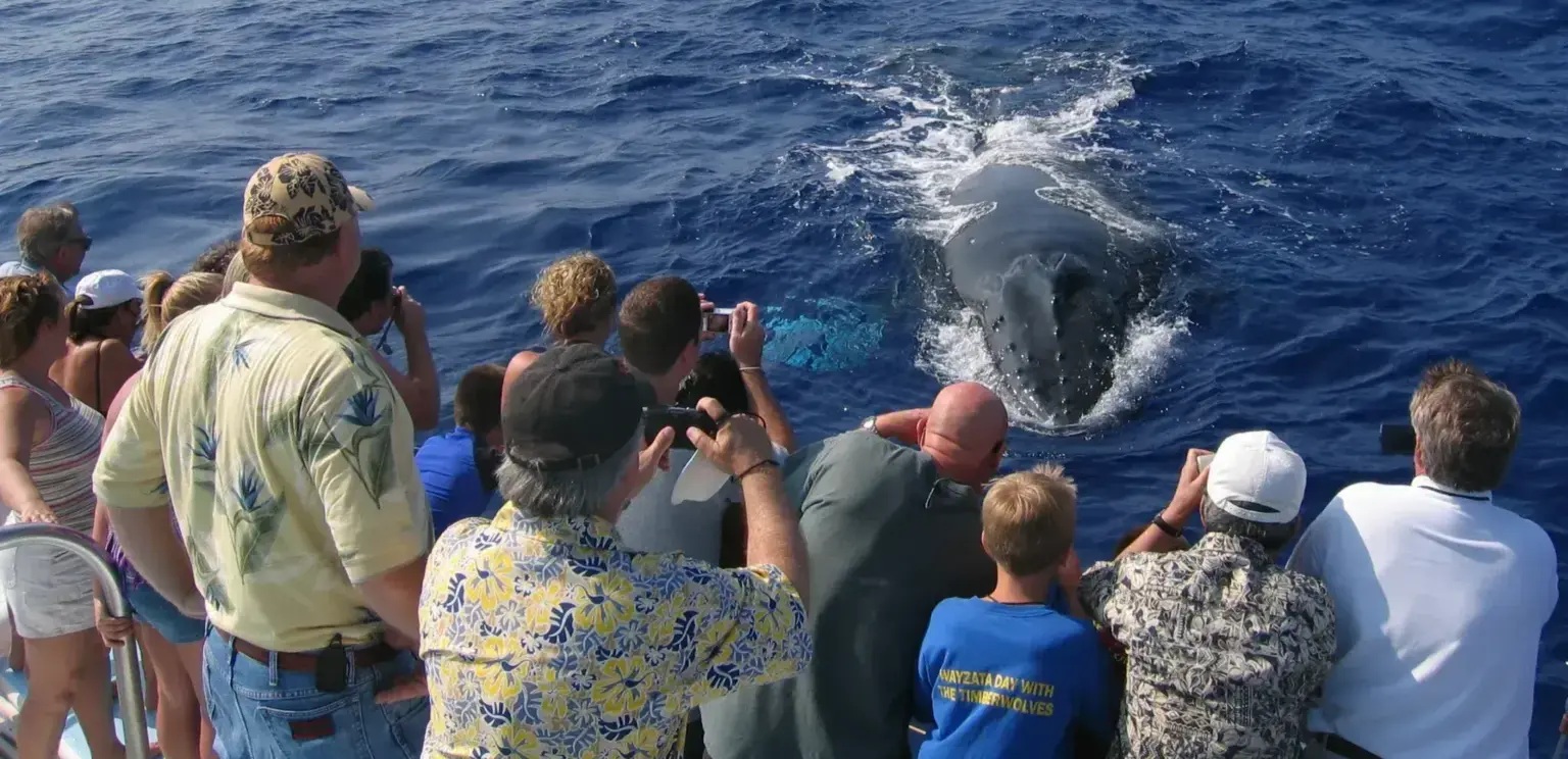 Group of tourists on boat watching a humpback whale surfacing in ocean