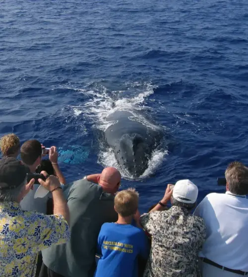 Group of tourists on boat watching a humpback whale surfacing in ocean