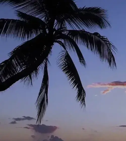 Palm trees silhouette during colorful Hawaiian sunset with vibrant sky