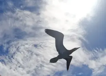 silhouetted seabird flying over cliff and ocean under bright sky