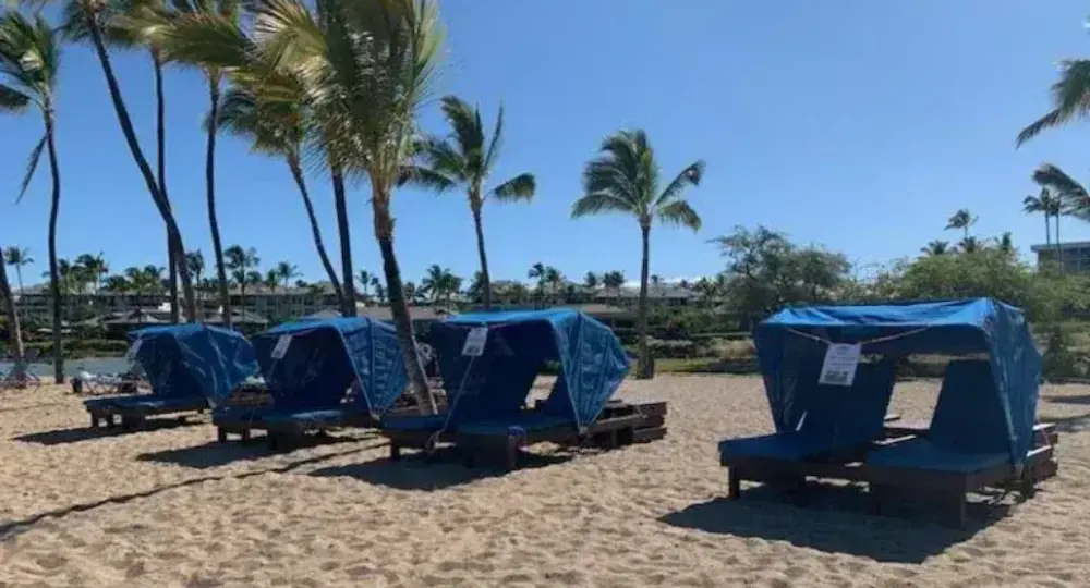 Beach with four blue canopy lounge chairs arranged in a row under palm trees with blue sky