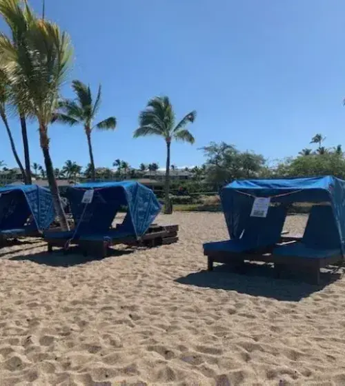 Beach with four blue canopy lounge chairs arranged in a row under palm trees with blue sky