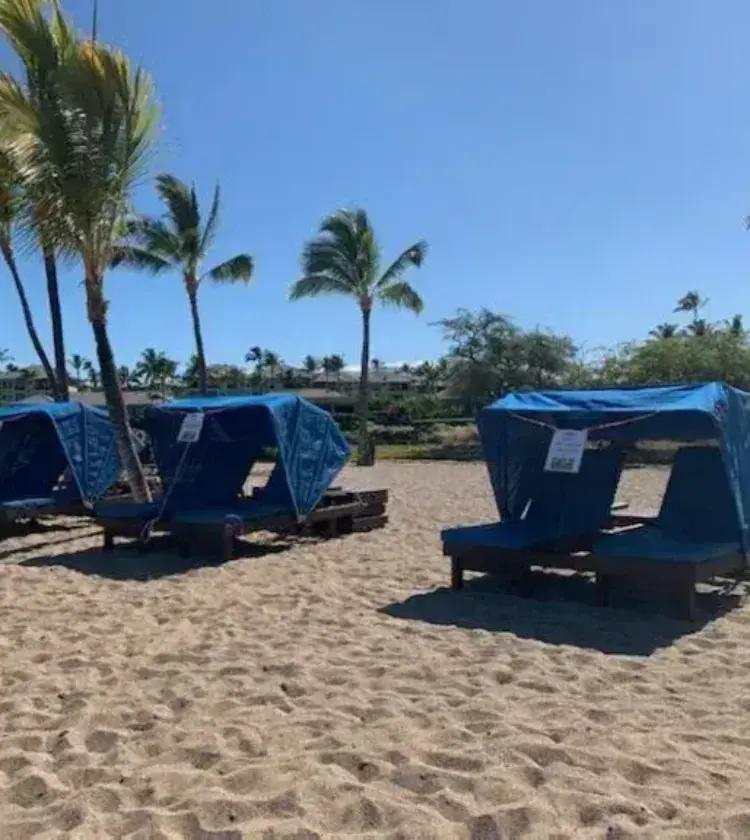 Beach with four blue canopy lounge chairs arranged in a row under palm trees with blue sky
