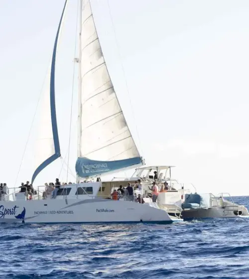sailboat carrying passengers on blue ocean under clear sky