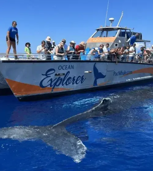 Tour group on whale watching boat near whale tail in clear blue ocean with island in distance