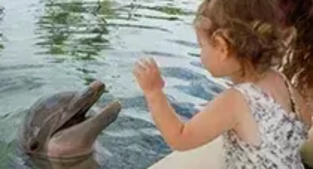 Dolphin Encounter