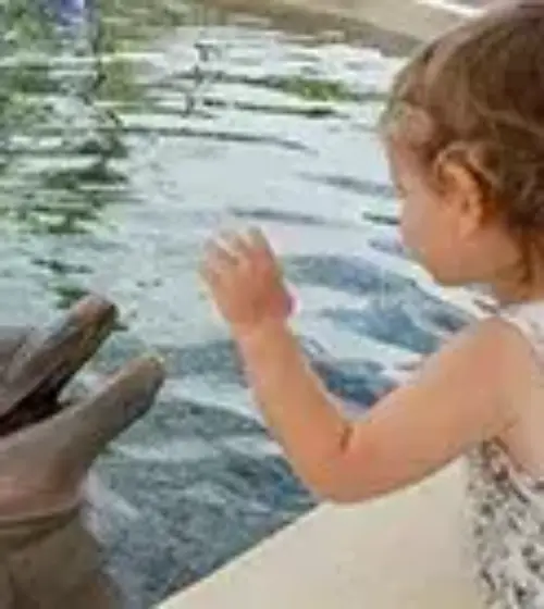 Dolphin Encounter