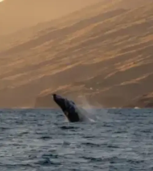 Ma’alaea Whale Watch – Maui