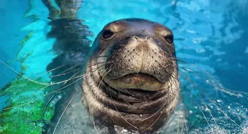 Close-up of Hawaiian monk seal underwater with blue background