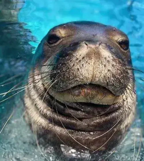 Close-up of Hawaiian monk seal underwater with blue background